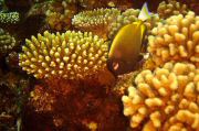 Moorea8 (Small).JPG
